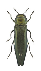 Agrilus biguttatus