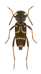 Xylotrechus antilope