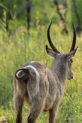 Water Buck