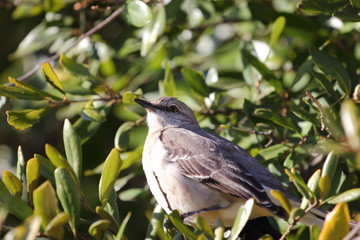 search photos mimidae search photos mimidae