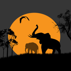 Fototapeta na wymiar Zobacz sylwetka słonie w nocy