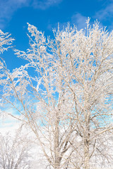 Winter tree with ice and blue sky