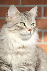 Esemplare femmina del gatto siberiano, pelo silver - obrazy, fototapety, plakaty