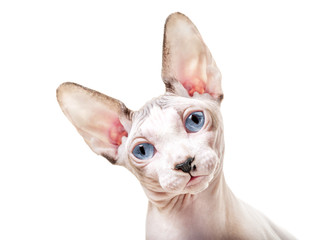 Naklejka premium Canadian Sphynx cat with tilted head close-up portrait