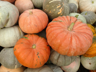 Large ripe pumpkin lying on the grass