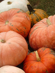 Large ripe pumpkin lying on the grass