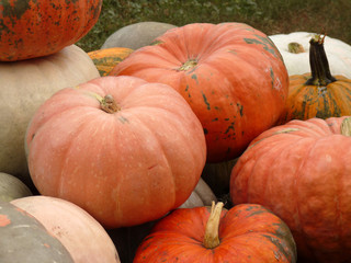 Large ripe pumpkin lying on the grass