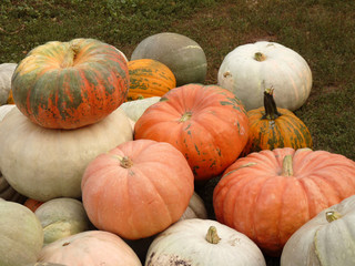 Large ripe pumpkin lying on the grass