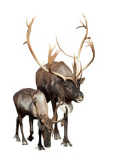 Two caribou over white background