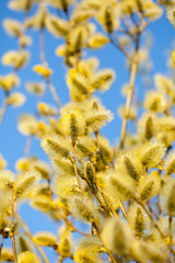  spring willow background