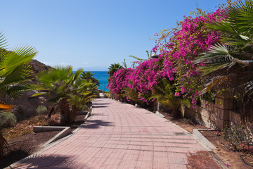Fototapeta premium Footpath to beach in Tenerife island - Canary