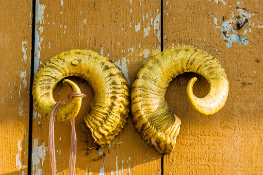 A pair of yellow ram's horns nailed to a wooden door