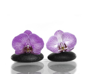 orchid and stones
