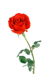 Single red rose flower isolated on white background