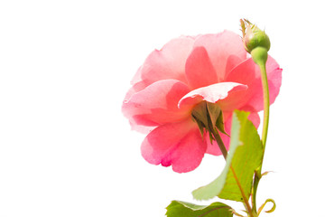 Naklejka na ściany i meble pink rose isolated