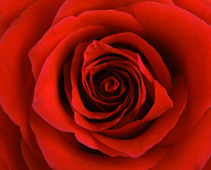 red rose isolated on white background