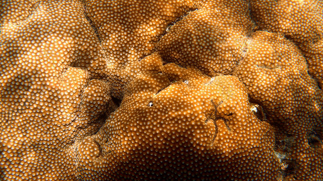 Fototapeta Golden Star Coral