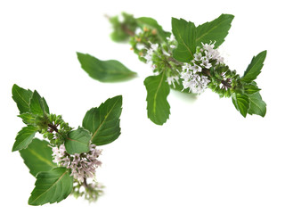 Peppermint (Mentha piperita)