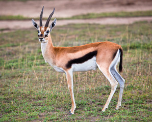 Thomson's gazelle on savanna in Africa. Safari in Serengeti