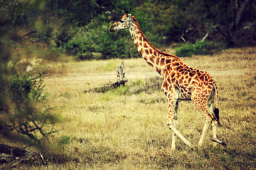 Giraffe on African savanna. Safari in Serengeti