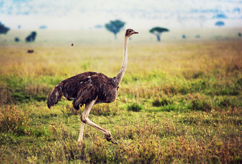 Ostrich on savanna, safari in Tanzania, Africa. Safari