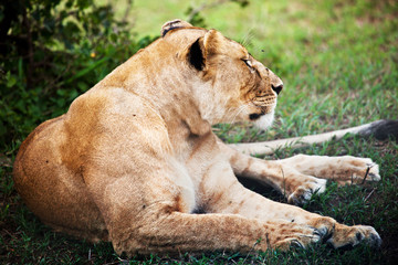 Female lion lying. Safari in Serengeti, Tanzania, Africa