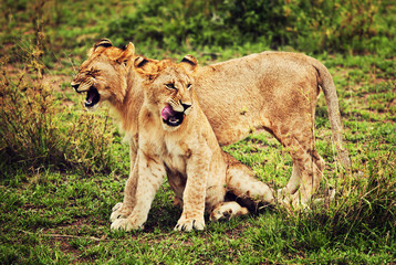 Naklejka na ściany i meble Mały lew cubs gry. Safari w Serengeti, Tanzania, Afryka
