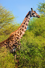 Obraz premium Giraffe among trees. Safari in Serengeti, Tanzania, Africa