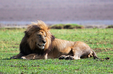 Big lion on savanna. Safari in Serengeti, Tanzania, Africa