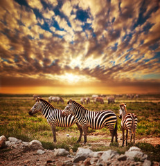 Fototapeta na wymiar Zebry stado na afrykańskiej sawanny o zachodzie słońca. Safari w Serengeti