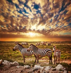 Fototapeten Zebras Herde auf der afrikanischen Savanne bei Sonnenuntergang. Safari in der Serengeti © Photocreo Bednarek