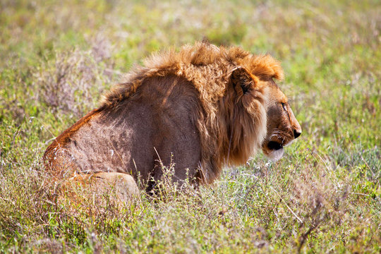 Young adult male lion on savanna. Safari in Serengeti, Africa