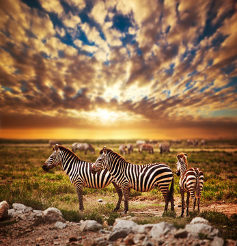 Fototapeta Zebry stado na afrykańskiej sawannie przy zmierzchem. Safari w Serengeti