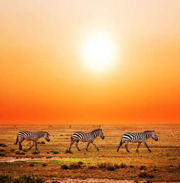 Fototapeta Zebras herd on African savanna at sunset. Safari in Serengeti