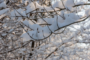 Budding twigs with a thick layer of freshly fallen snow