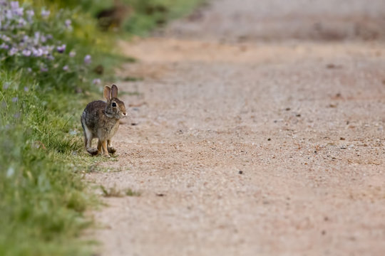 A Jack Rabbit Running To You