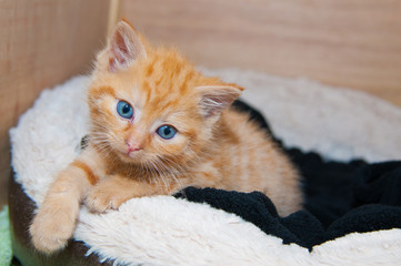 Ginger Kitten on Cat Bed