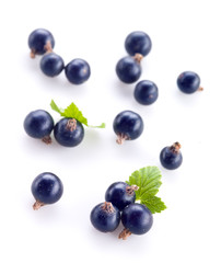 black currant on the white background