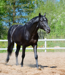 Obraz na płótnie Canvas Czarny koń rosyjskiej rasy jazda
