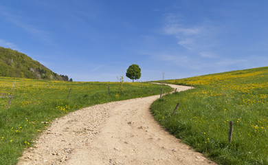 Frühling am Schönberg