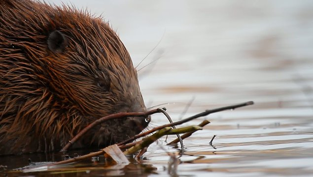 shot of a wild beaver near lake, nature series