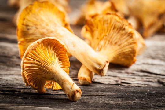 chanterelle mushrooms. Objects on white background.chanterelle m