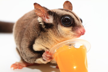 フクロモモンガ