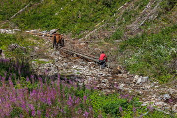 Hard work of man and horse in inaccessible mountain areas.