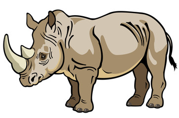rhinoceros on white