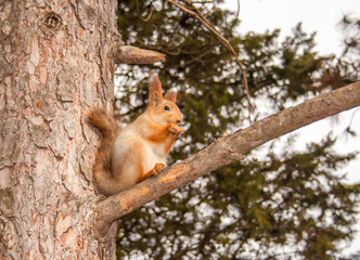 Cute squirrel sitting on the pine tree