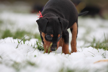 Zwergpinscher