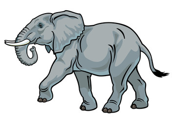 Obraz premium elephant on white