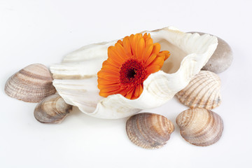 Gerbera daisy surrounded by sea shells.