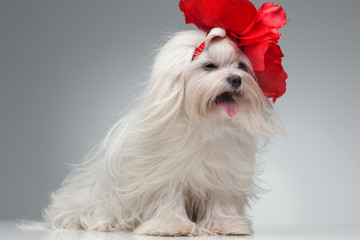 Maltese dog with red bow on head
